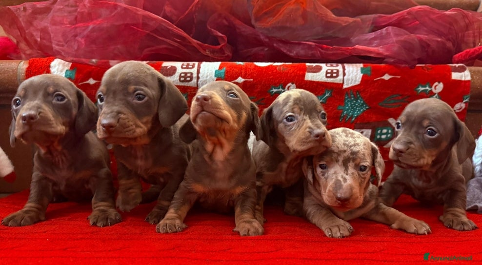 Bassotto cani Bassotti disponibili dall'8 Febbraio.  - Annuncio 3