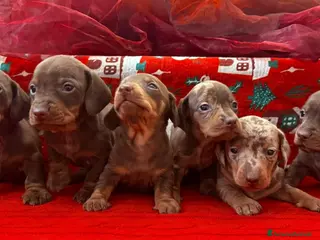 Bassotto cani Bassotti disponibili dall'8 Febbraio. - Annuncio 3