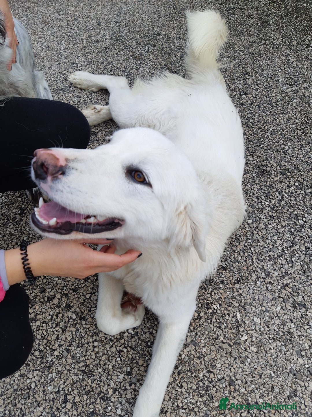 Meticcio cani in regalo: MEREDITH, cucciolona infinitamente dolce - Annuncio 6