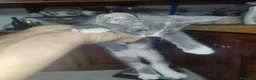 Meticcio gatti in regalo: Regalo Gattini a Città Metropolitana di Napoli - Annuncio 15