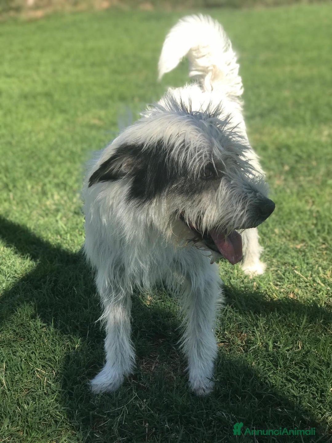 Spinone cani in regalo: CIRILLO spinoncino molto carino a Provincia di Latina - Annuncio 3