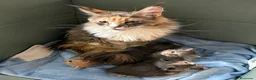 Maine Coon gatti in vendita: Cuccioli Maine coon  - Annuncio 4