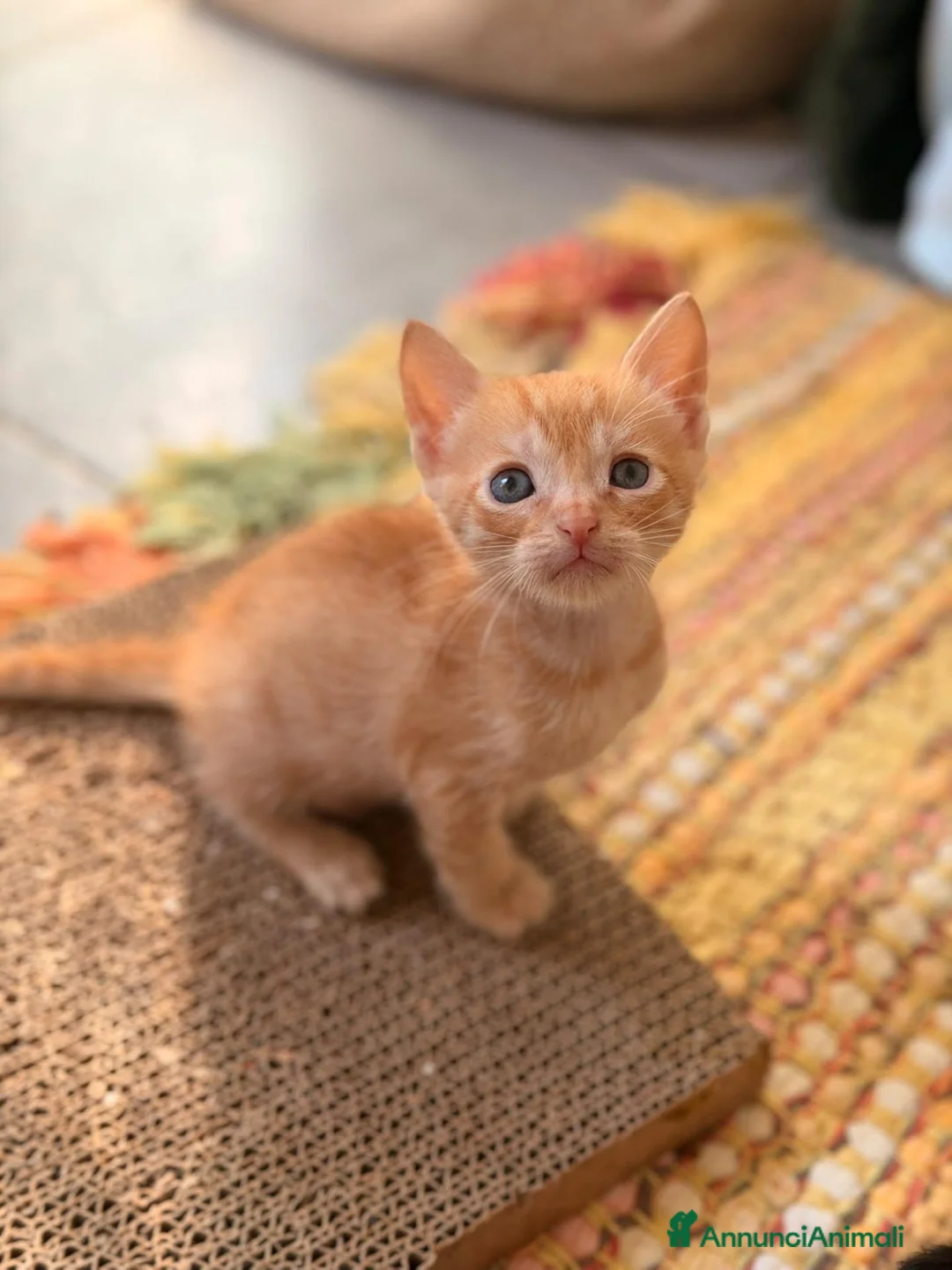 Altre razze gatti in regalo: ADOTTA UN GATTINO  a Provincia di Reggio Emilia - Annuncio 1