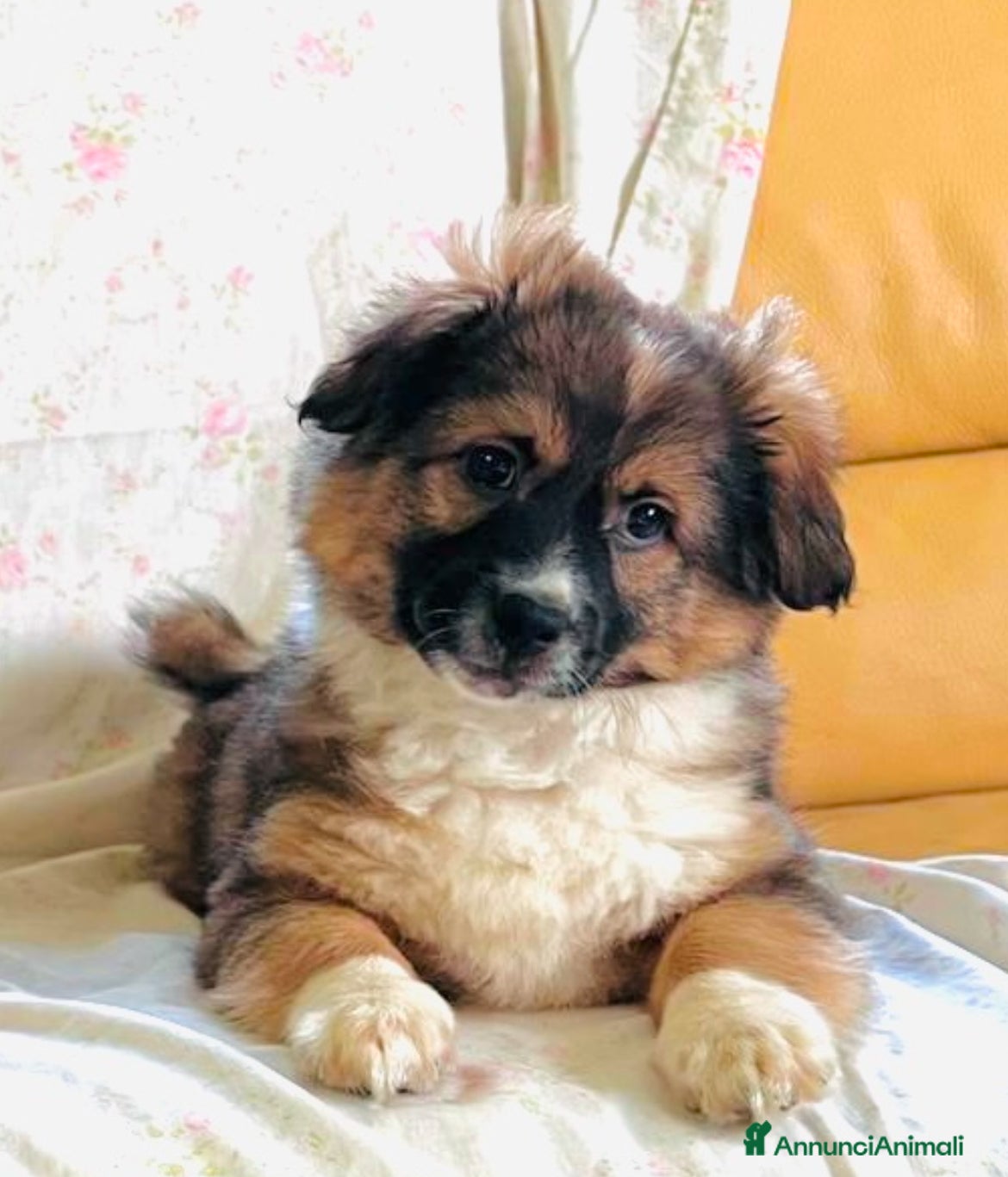 Meticcio cani Cucciolo tg piccola 3 mesi - Annuncio 1