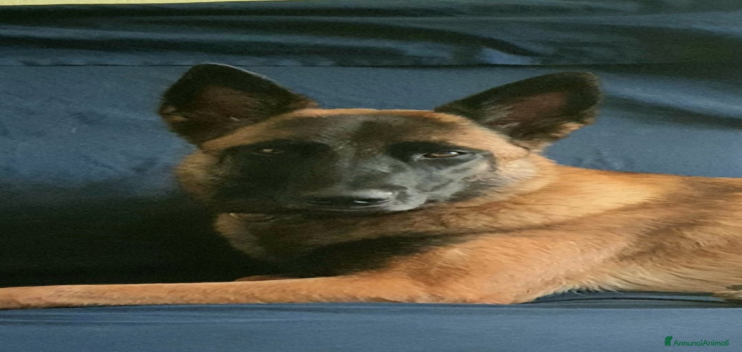 Immagine della galleria {{count}}