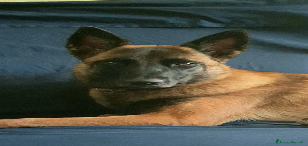 Immagine della galleria {{count}}