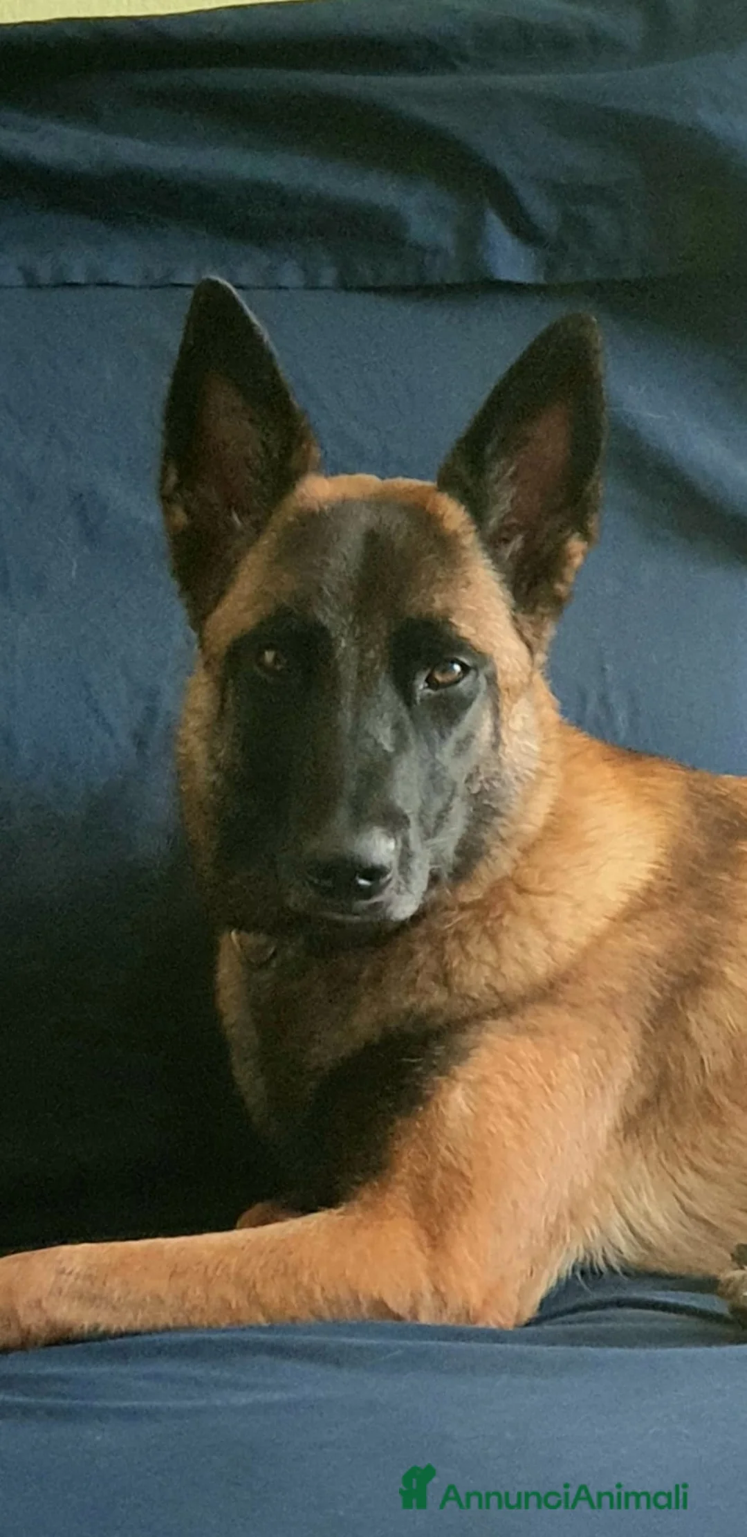 Immagine della galleria {{count}}