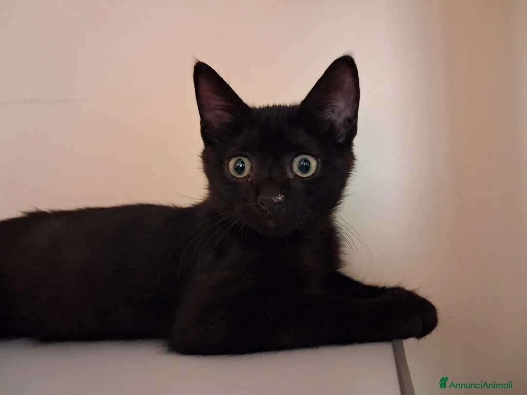 Meticcio gatti in regalo: Romeo  - Annuncio 1