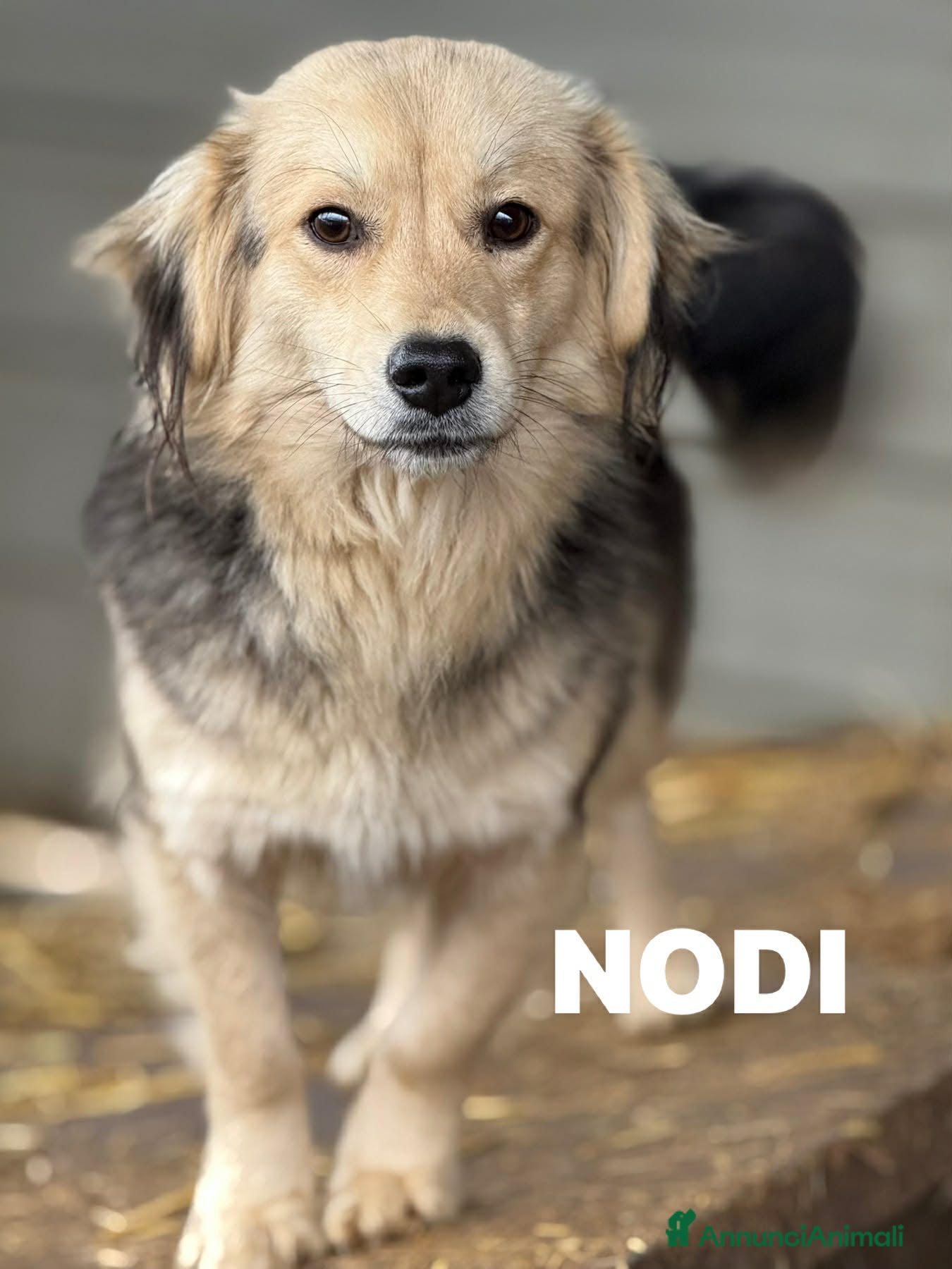 Meticcio cani NODI, dolcissimo cucciolo pelosone! Tg PICCOLA - Annuncio 1