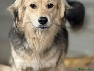 Meticcio cani NODI, dolcissimo cucciolo pelosone! Tg PICCOLA - Annuncio 6