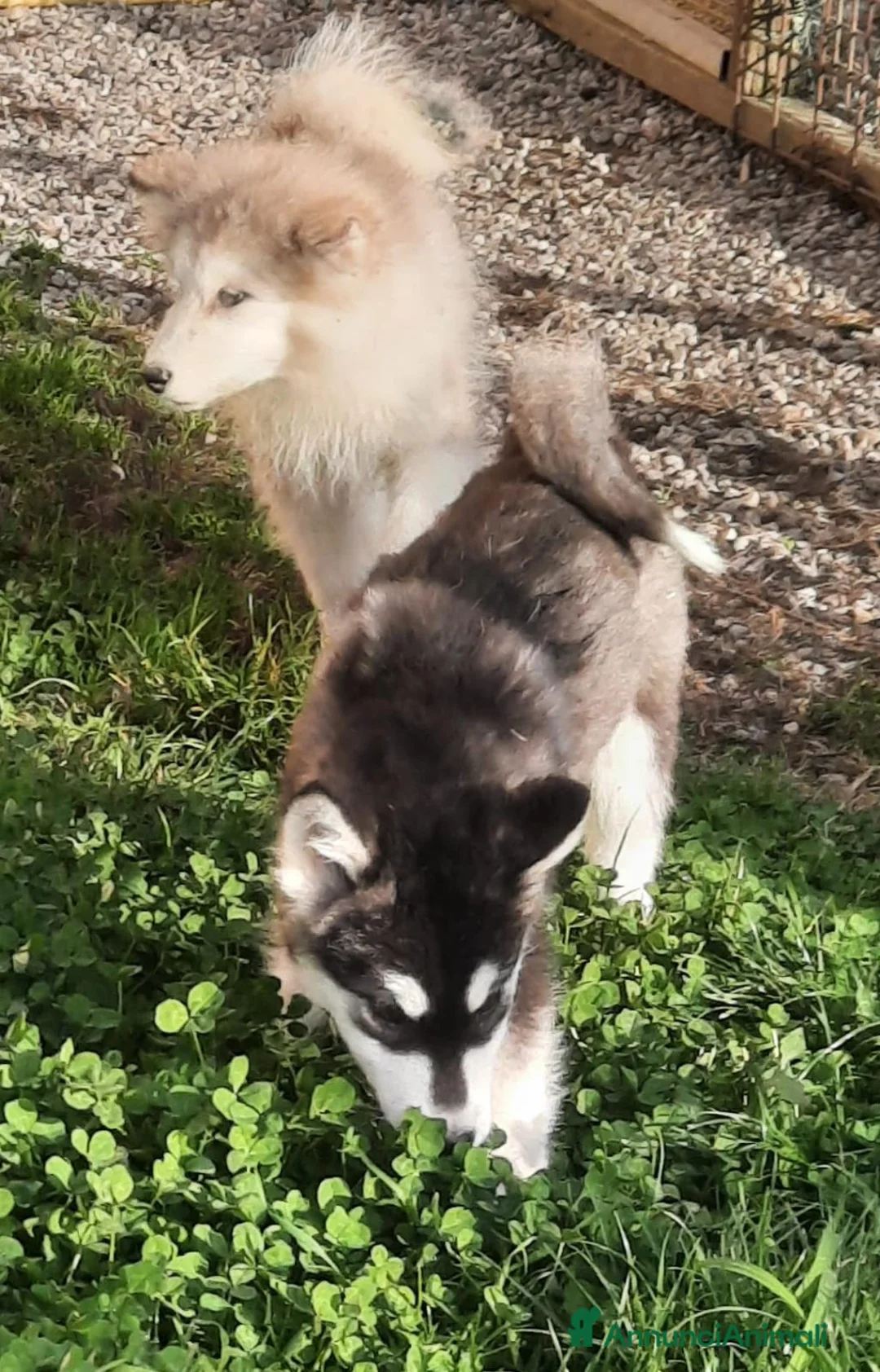 Alaskan Malamute cani in vendita: Alaskan Malamute cucciole - Annuncio 3