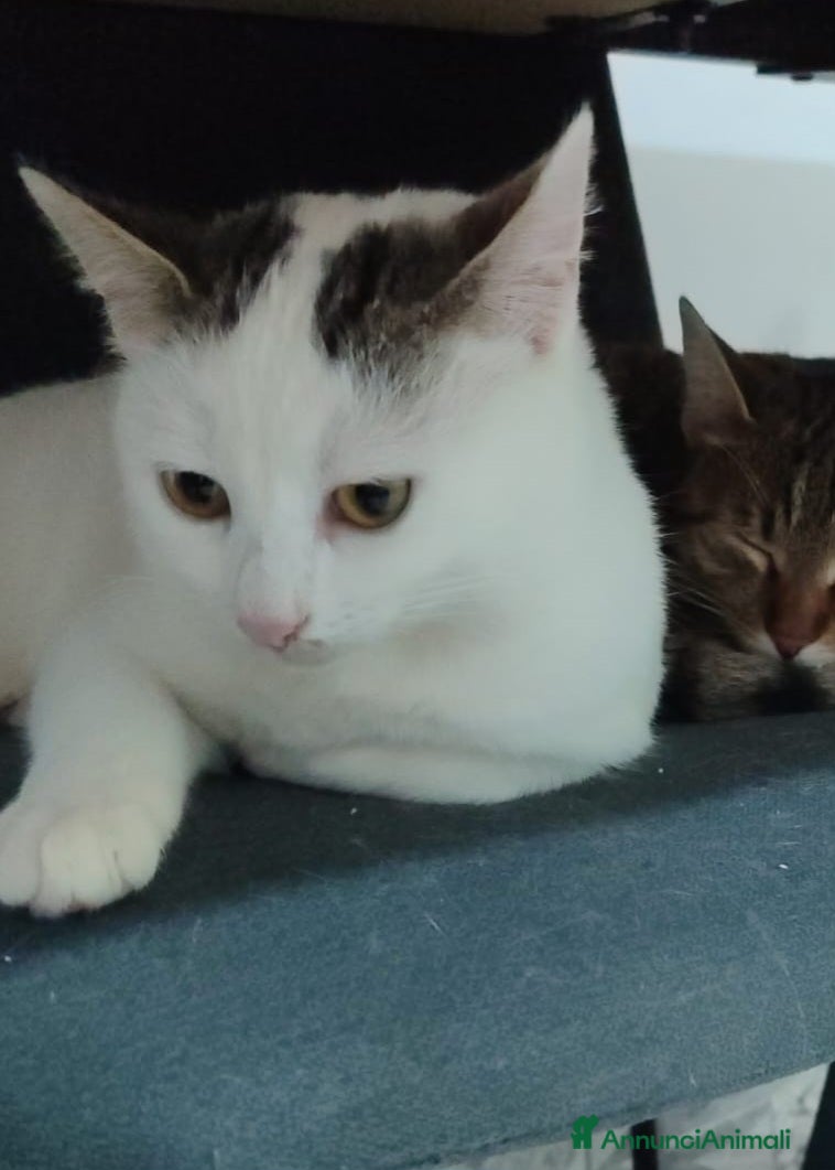 Meticcio gatti Micina bianca con macchiette grigie 7mesi SOS CASA - Annuncio 2