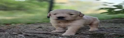 Golden Retriever cani in vendita: Cuccioli Golden Retriever Americano  - Annuncio 4