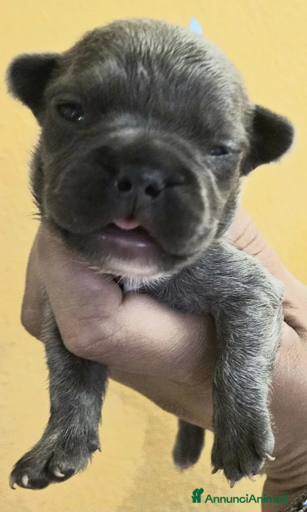 Bulldog Francese cani in vendita: Cuccioli bulldog francese esotico fluffy - Annuncio 2