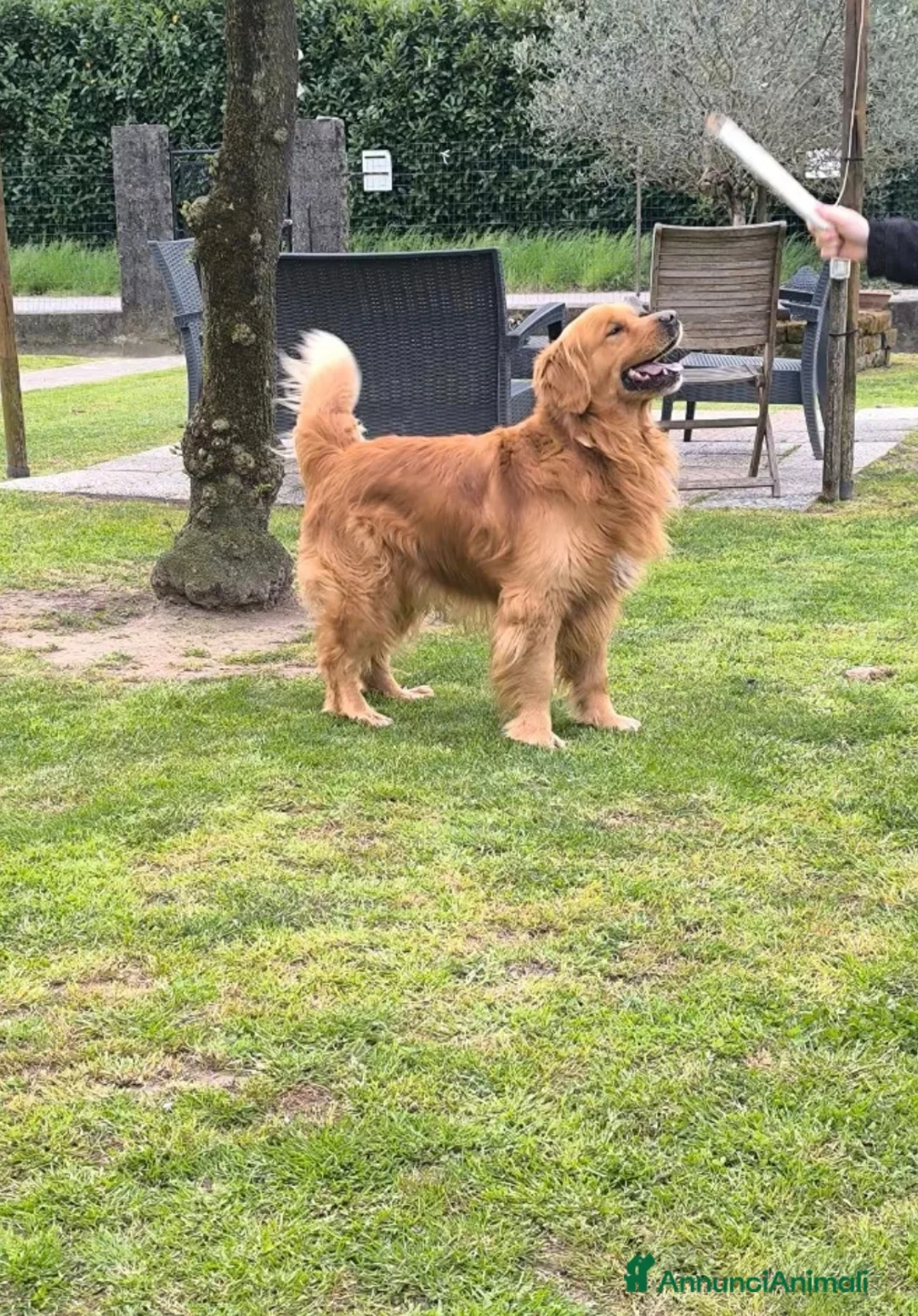 Golden Retriever cani in vendita: Cuccioli di Golden retriever con pedigree ENCI  a Provincia di Verona - Annuncio 5