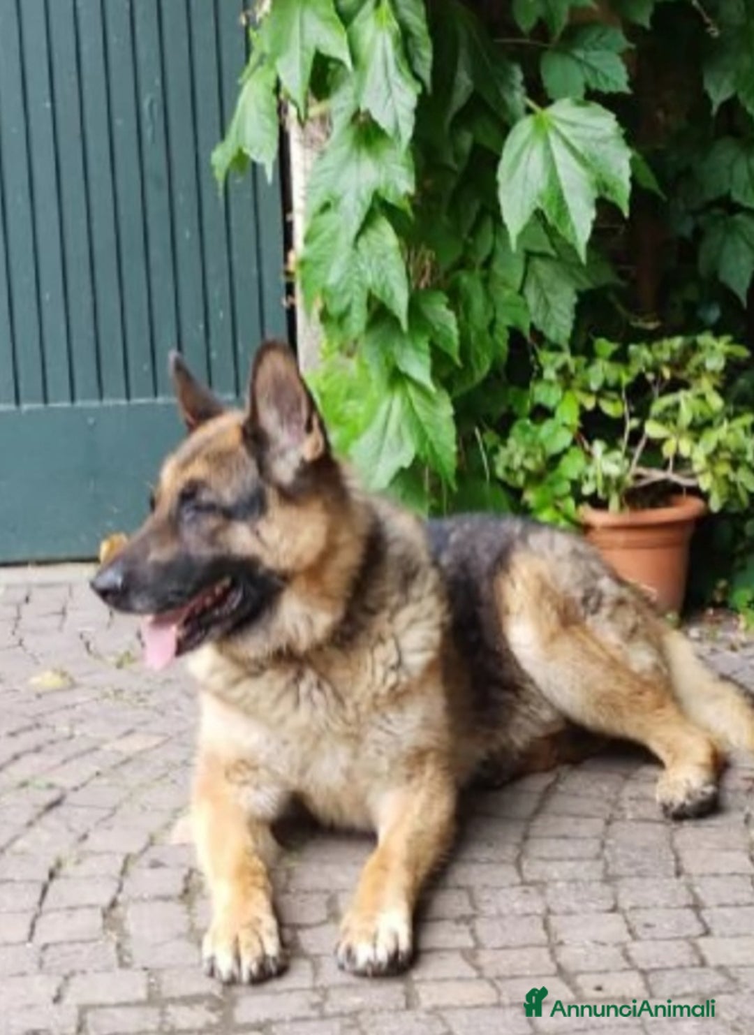 Pastore Tedesco cani in regalo: Pastore Tedesco 1vita a catena mangiava minestrina - Annuncio 3