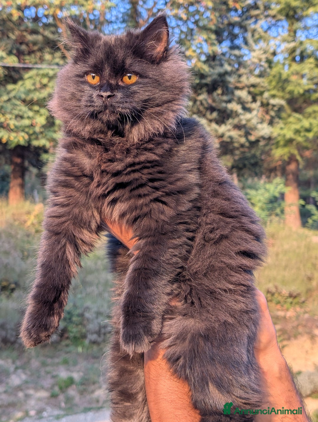Siberiano gatti in vendita: Cuccioli di gatto siberiano  - Annuncio 5