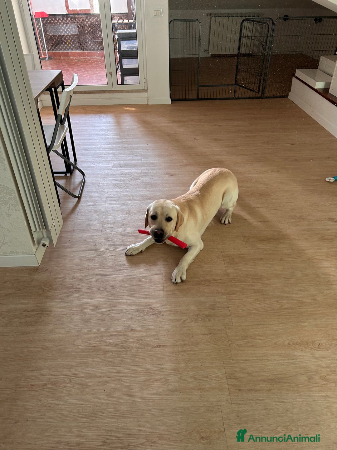 Labrador cani per accoppiamento: Labrador Maschio per monta - Annuncio 2