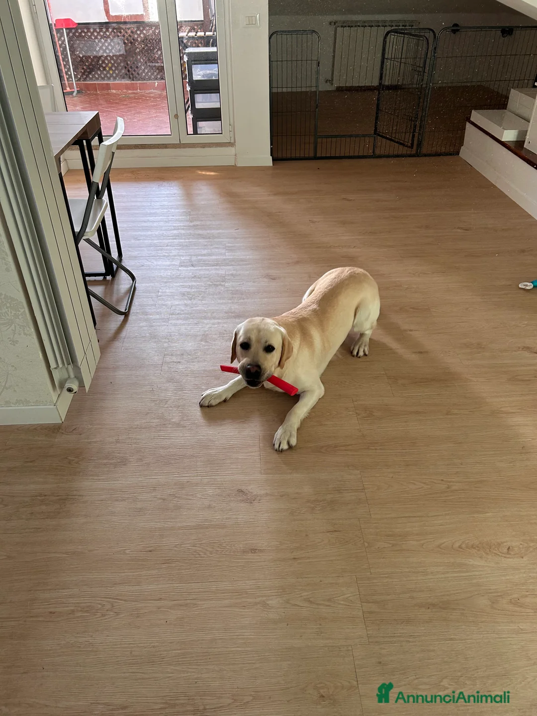 Labrador cani per accoppiamento: Labrador Maschio per monta - Annuncio 2