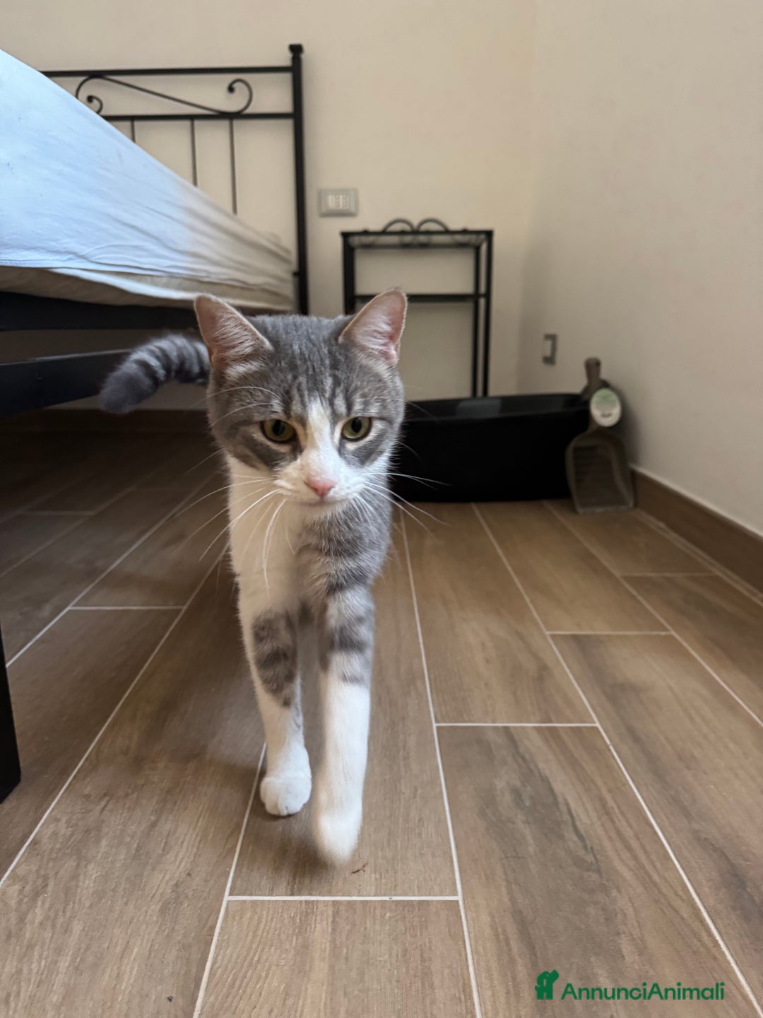 Altre razze gatti in regalo: Gattino di 1 anno cerca casa! - Annuncio 2