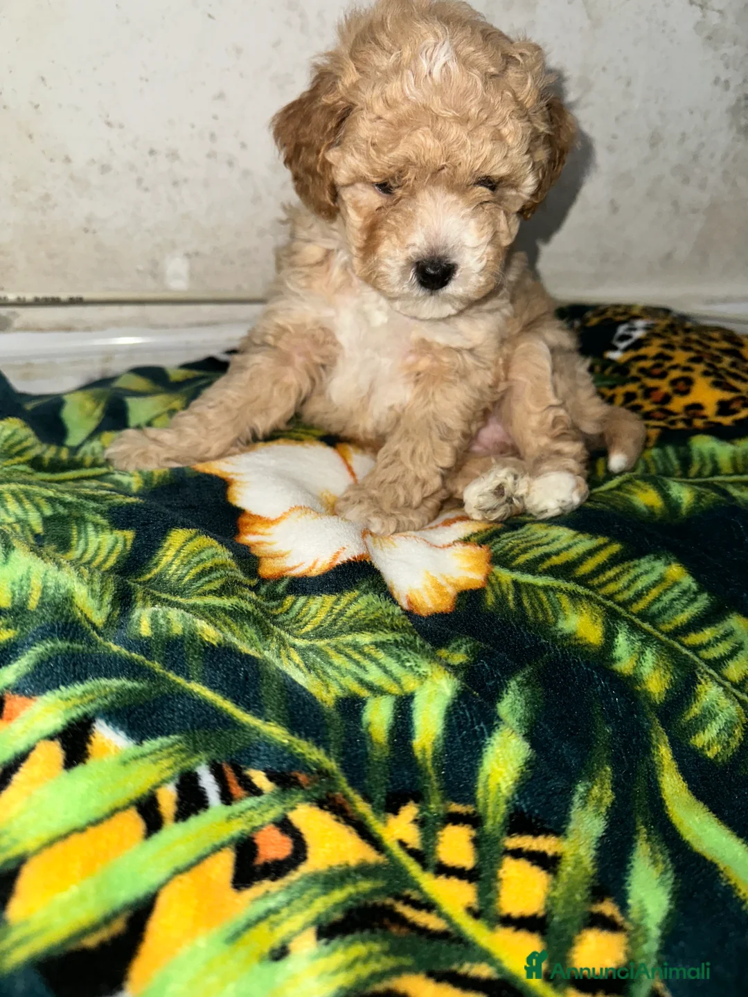 Barboncino Toy cani in vendita: Barboncino Toy maschietto  - Annuncio 7