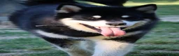 Alaskan Malamute cani per accoppiamento: Alaskan malamute a Provincia di Livorno - Annuncio 8