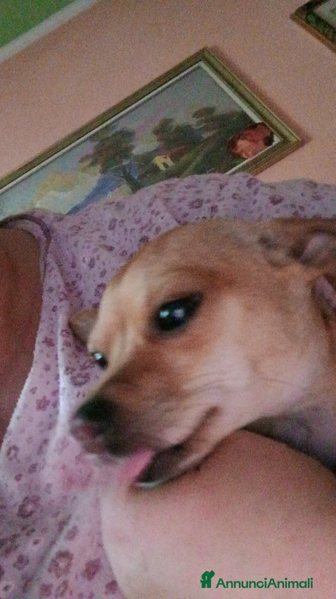 Chihuahua cani in vendita: Chihuahua cuccioli - Annuncio 2