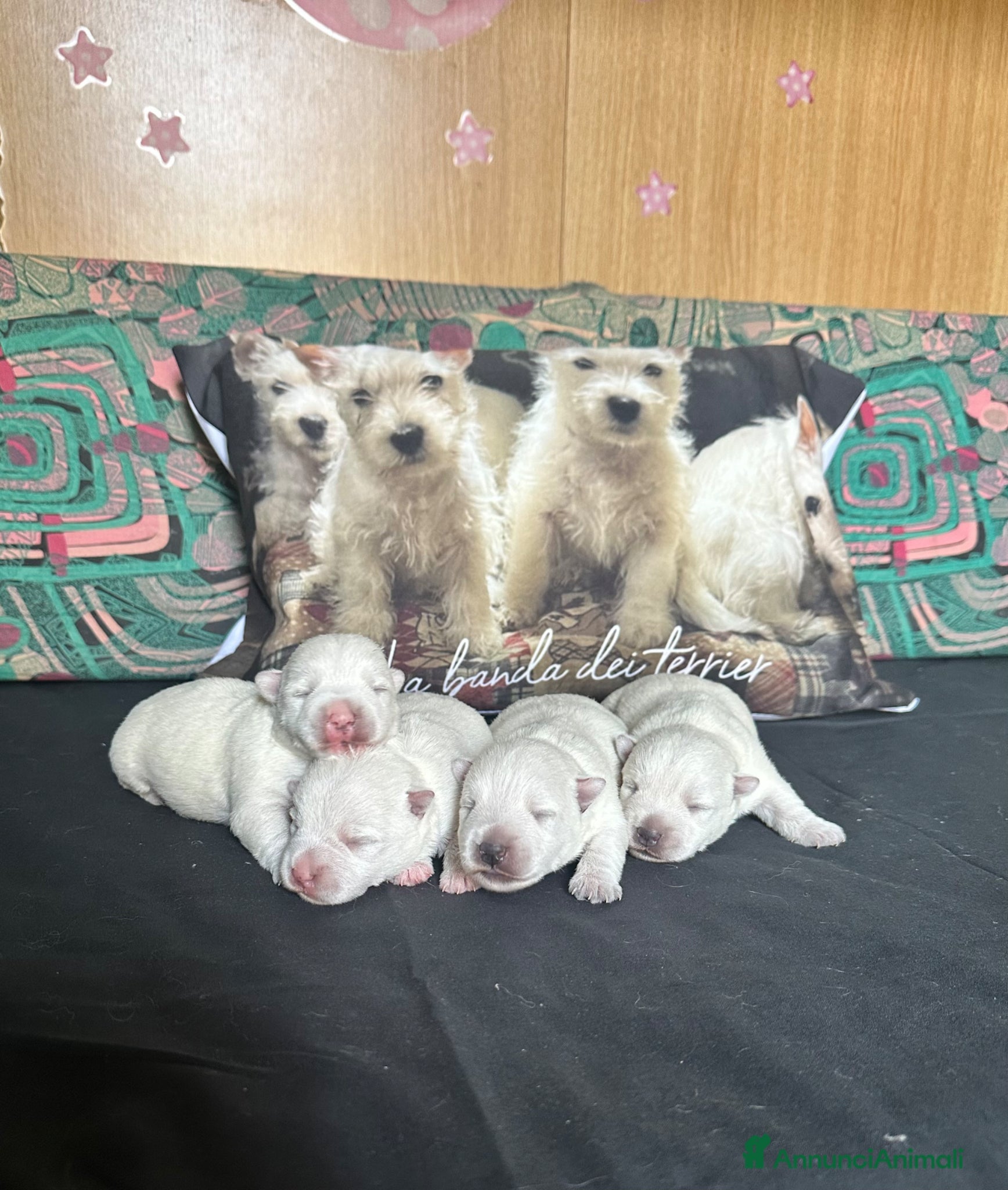 West Highland cani Cuccioli West hingland white terrier  - Annuncio 1