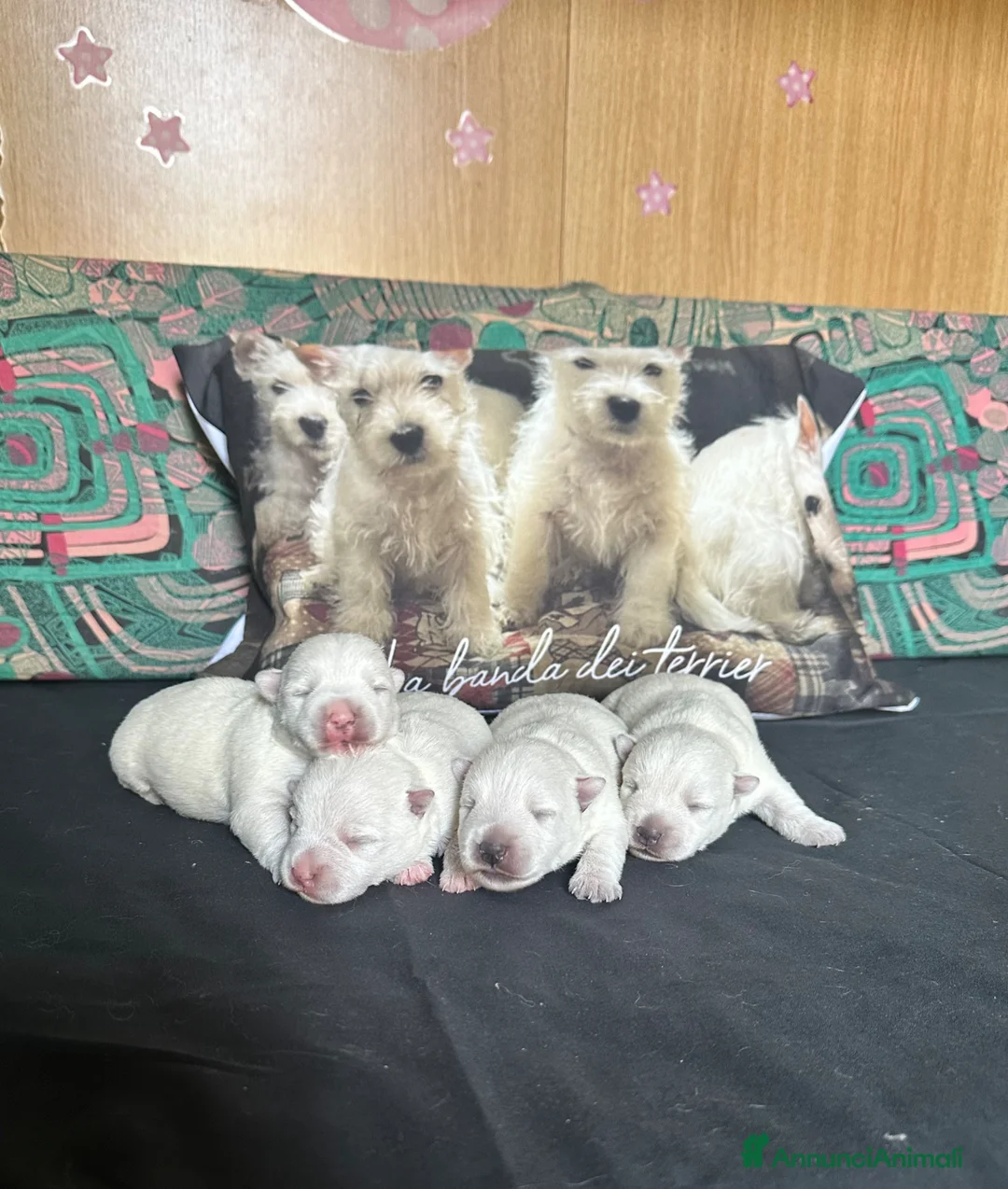 West Highland cani in vendita: Cuccioli West hingland white terrier  - Annuncio 1