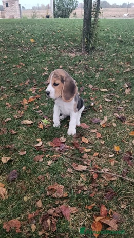 Beagle cani - Annuncio 1