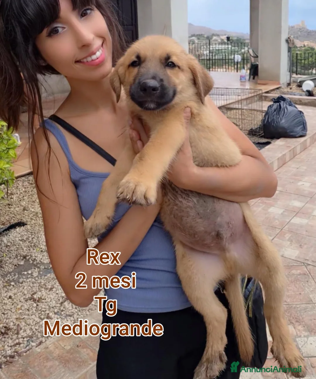 Meticcio cani in regalo: SALVA UN CUCCIOLO! a Provincia di Reggio Emilia - Annuncio 2