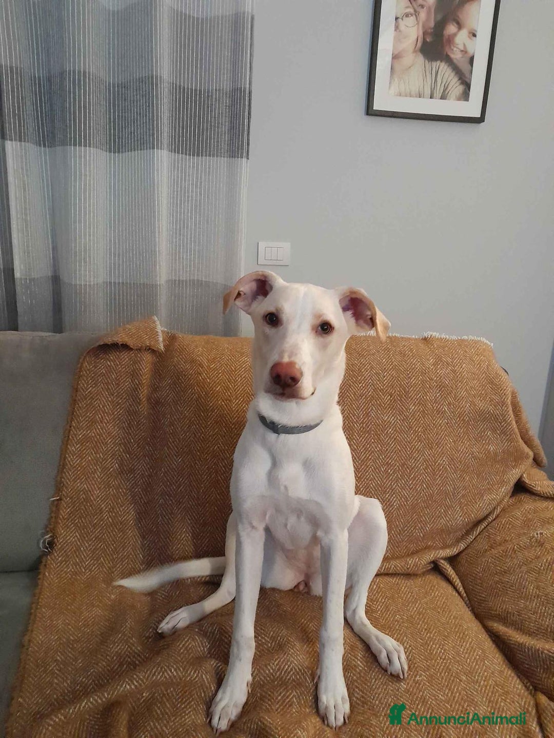 Altre razze cani in regalo: DEA 9 MESI - Annuncio 3