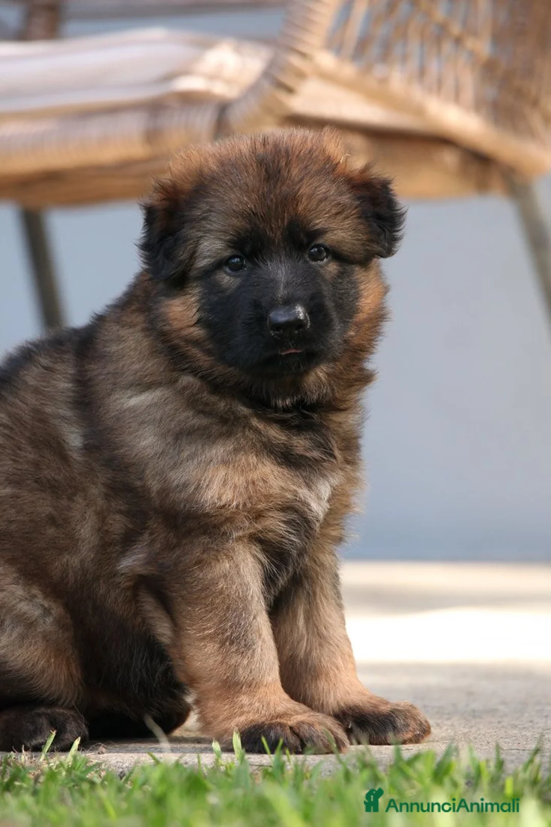 Pastore Tedesco cani in vendita: Pastore tedesco grigio a pelo lungo - Annuncio 2