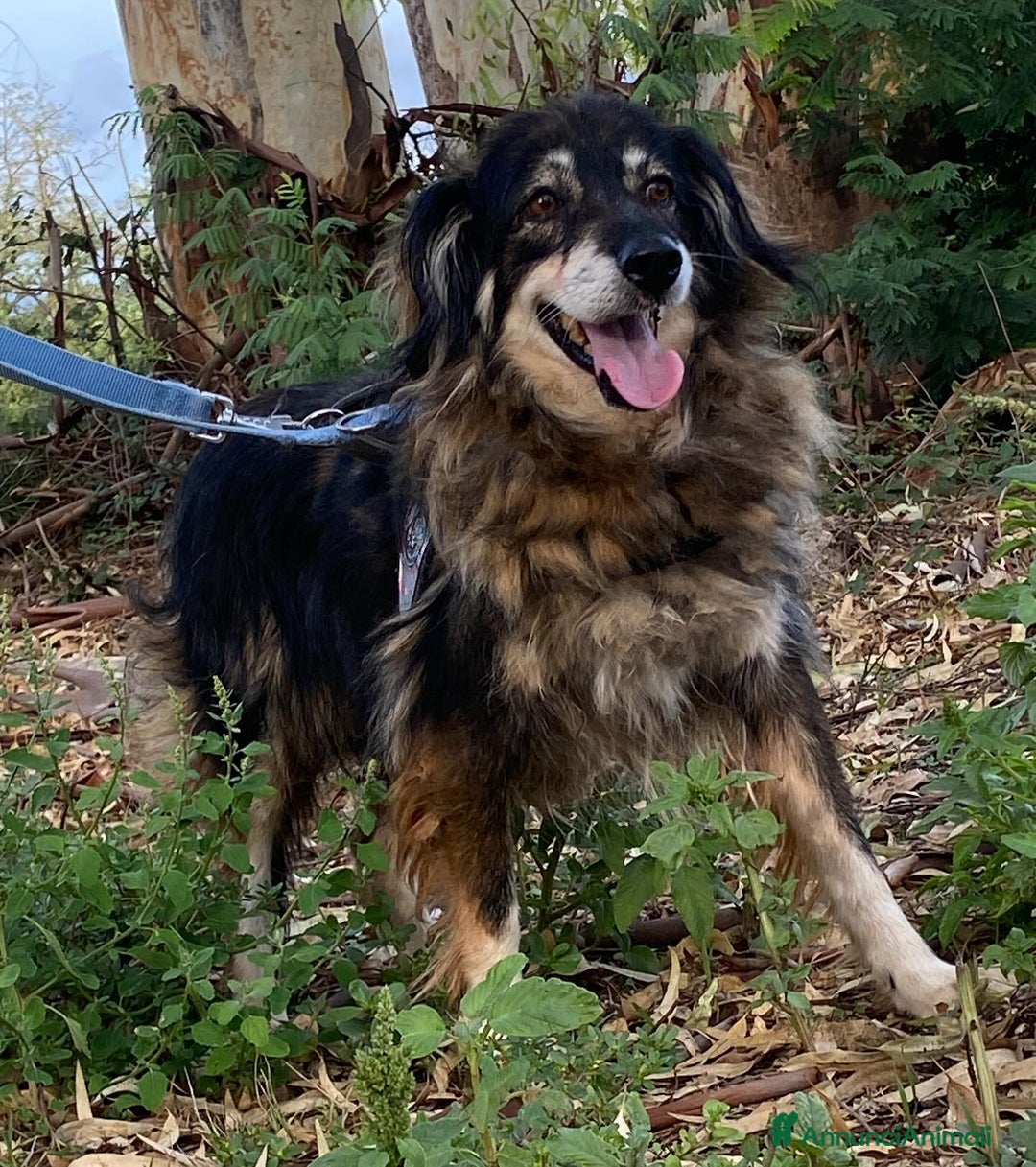 Meticcio cani in regalo: Sally dolce cagnolina taglia media adozione Latina - Annuncio 8