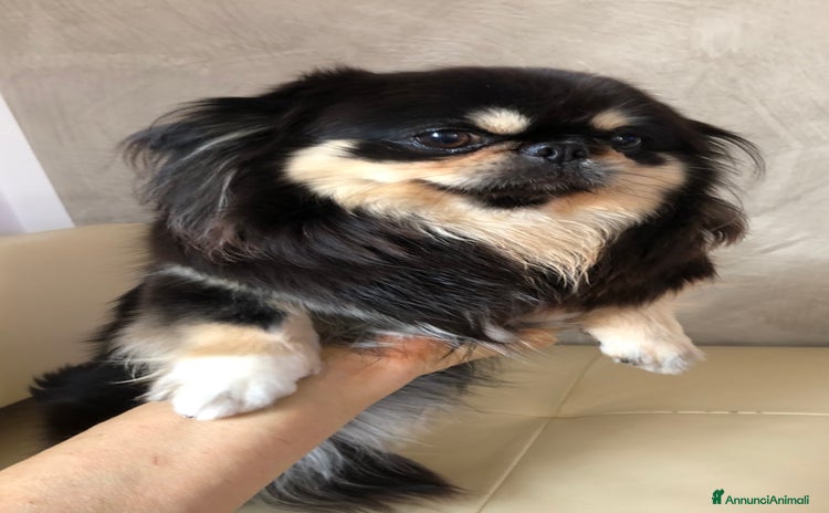 Chihuahua cani a Provincia di Brescia - Annuncio 4