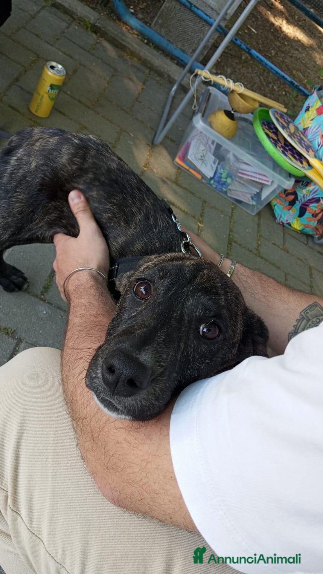 Meticcio cani in regalo: Dolce cucciola cerca casa amorevole - Annuncio 5