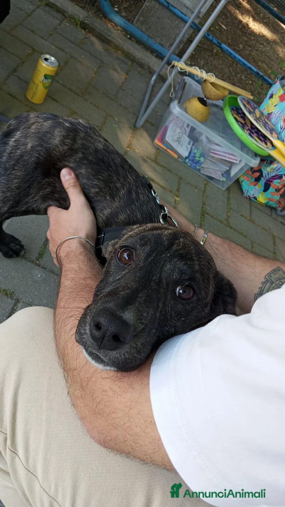 Meticcio cani in regalo: Dolce cucciola cerca casa amorevole - Annuncio 5