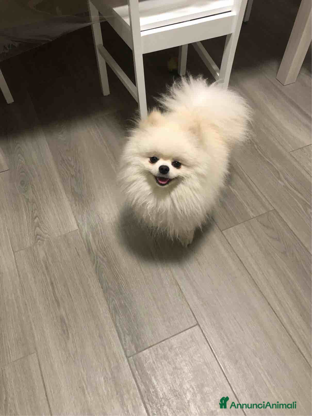 Volpino Pomerania cani  Volpino nano della Pomerania disp. per accopp. - Annuncio 33