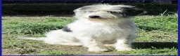 Meticcio cani in regalo: MANNAGGIA simil spinoncina timidina - Annuncio 3
