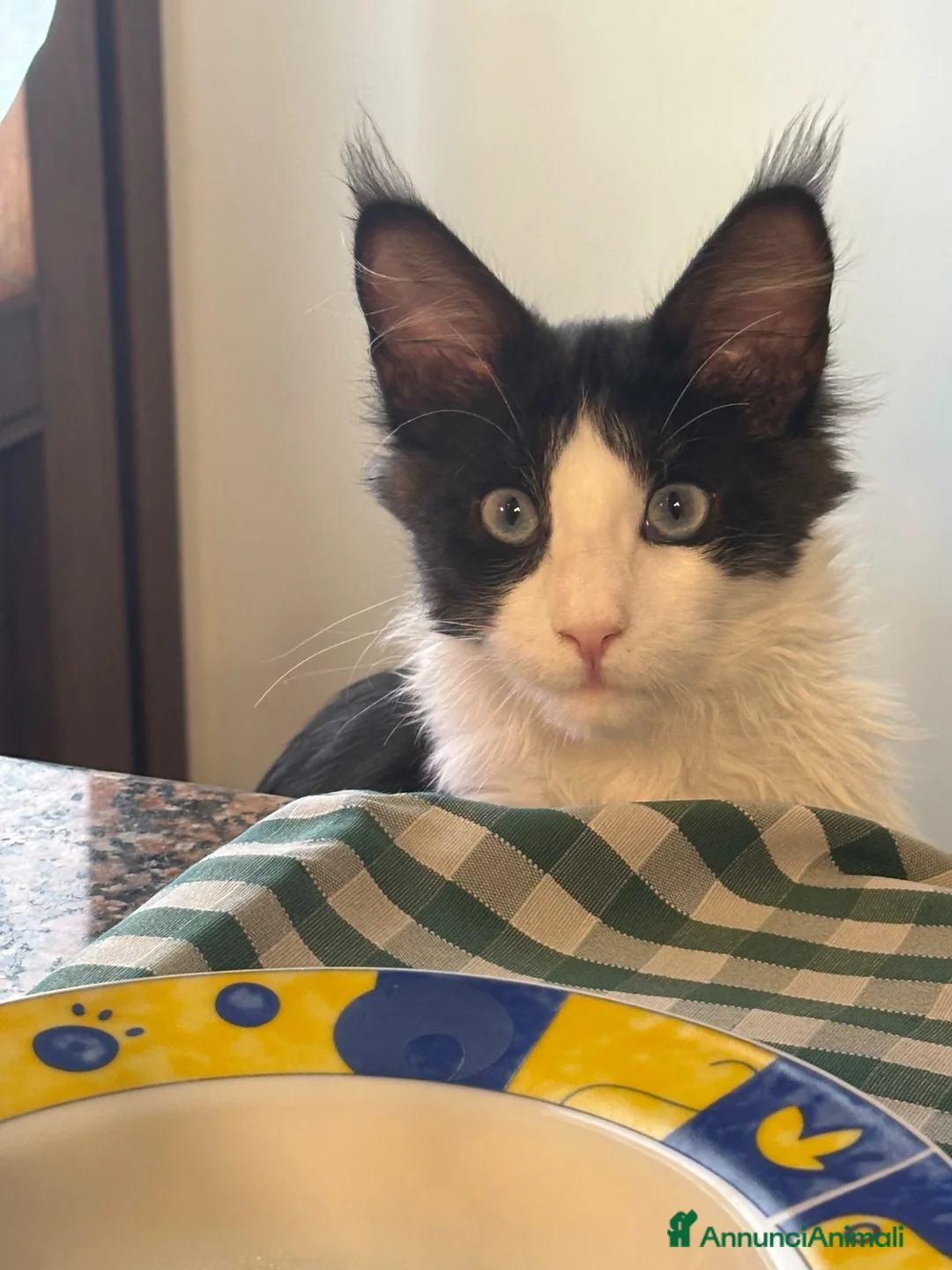 Maine Coon gatti in vendita: Ultima bellissima Maine coon con occhi blu - Annuncio 2
