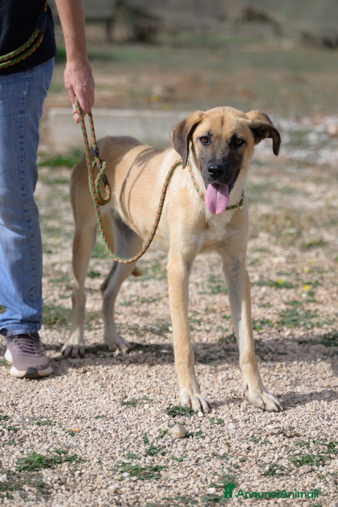 Meticcio cani in regalo: Mara Cerca Famiglia. Info Monica 3890238584 - Annuncio 11