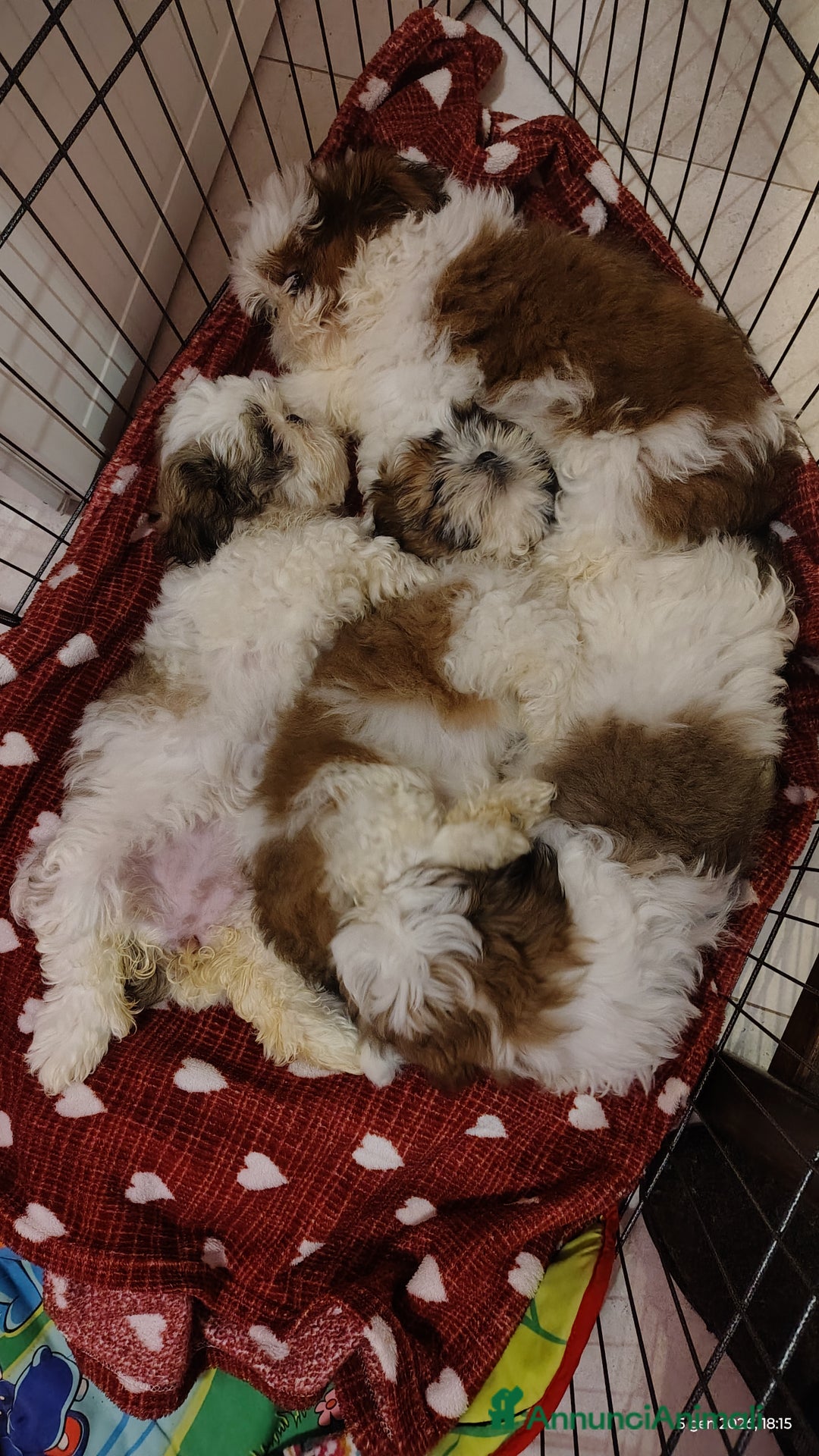 Shih Tzu cani in vendita: Splendidi cuccioli di schitzu con pedigree  - Annuncio 9