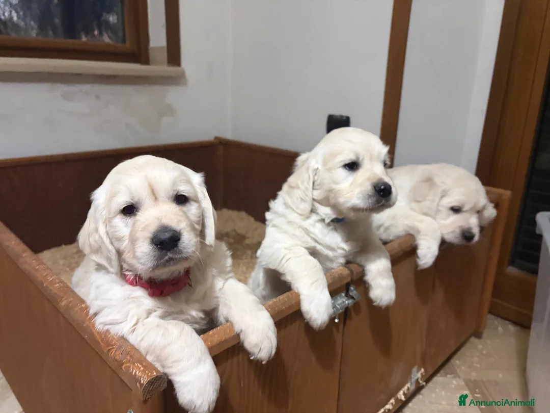 Golden Retriever cani in vendita: Cucciolata di Golden Retriever - Annuncio 8