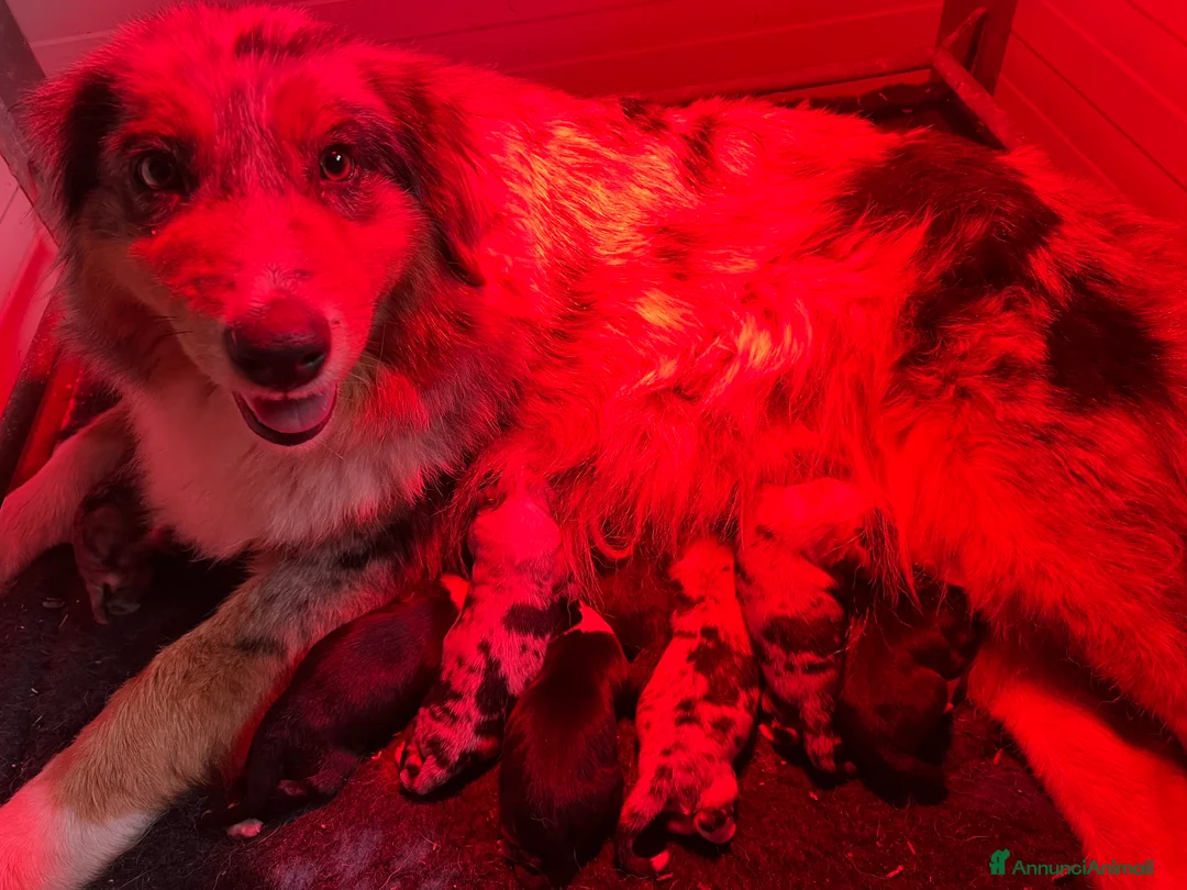 Australian Shepherd cani in vendita: Pastore australiano allevamento ENCI  - Annuncio 6