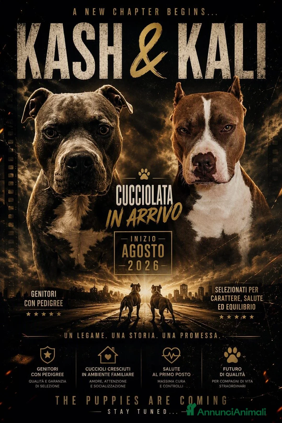 Pitbull cani in vendita: Cuccioli American Pitbull Terrier con pedigree - Annuncio 1