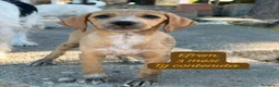 Meticcio cani in regalo: Trovatelli cercano urgentemente casa  a Provincia di Monza e della Brianza - Annuncio 5