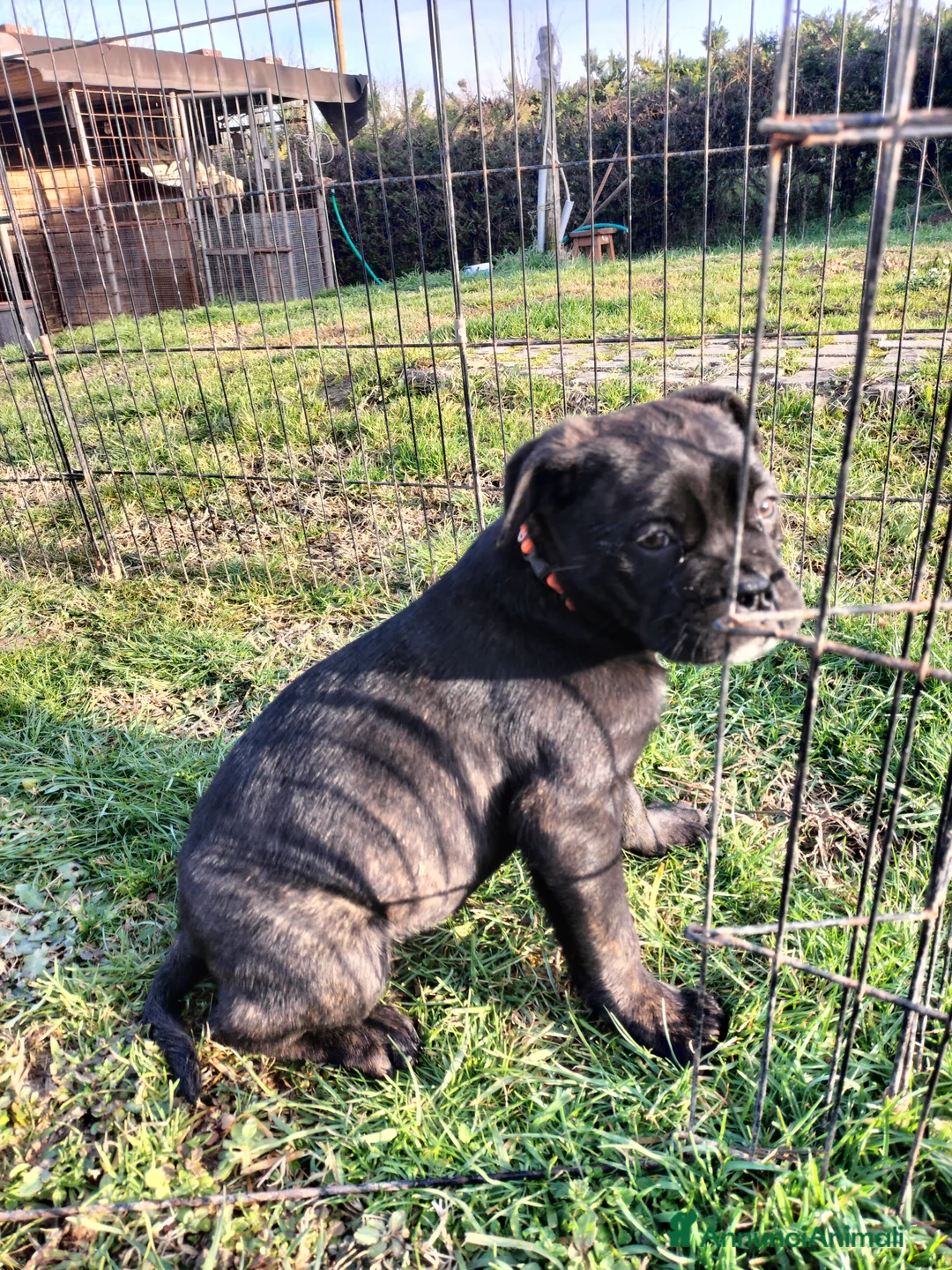 Cane Corso cani in vendita: Cucciole cane corso  - Annuncio 4