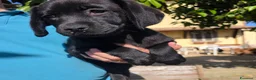 Labrador cani in vendita: Femmina Labrador con pedigree  - Annuncio 5