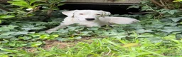 Meticcio cani in regalo: Alena a Provincia di Arezzo - Annuncio 2