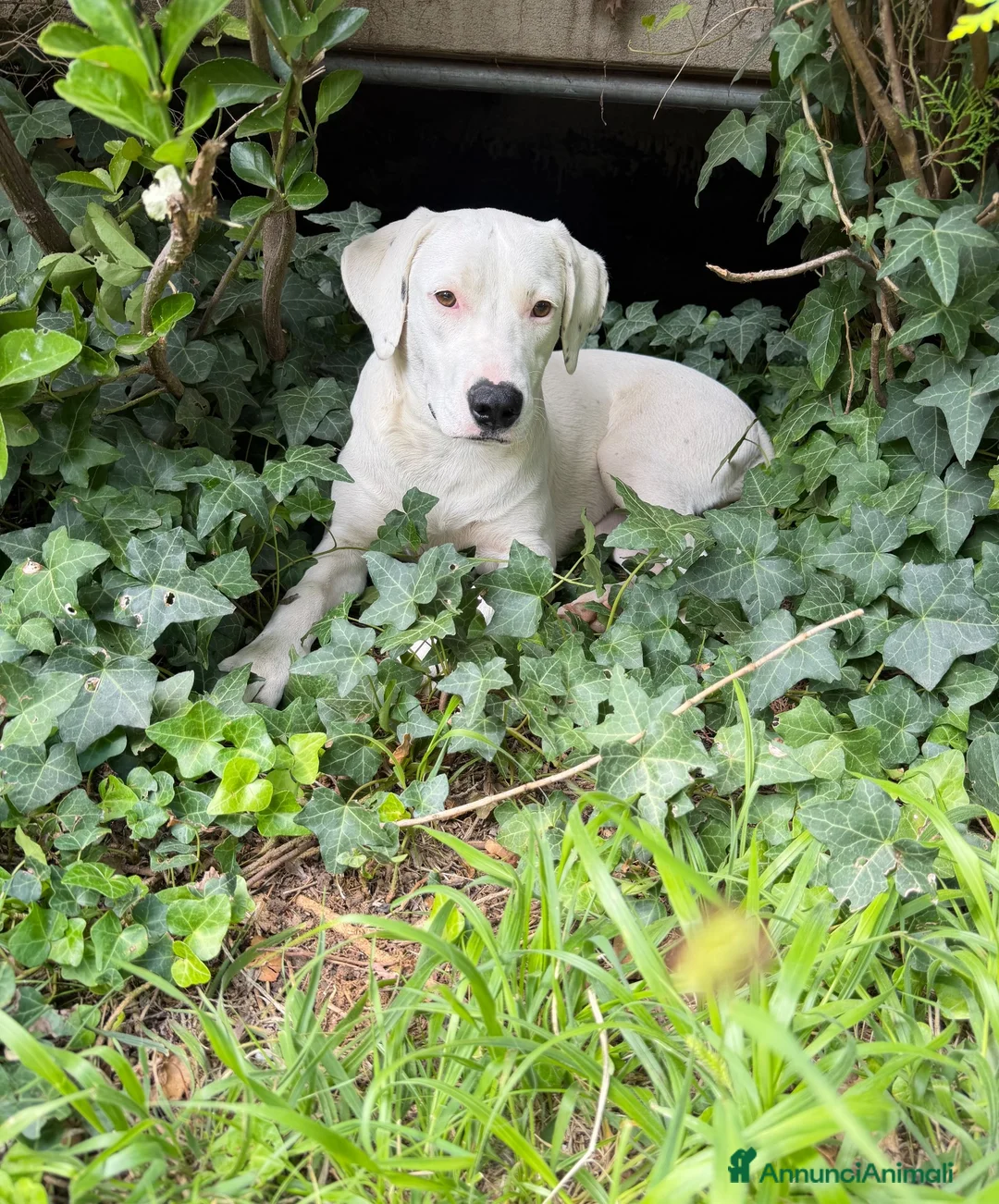Meticcio cani in regalo: Alena a Provincia di Arezzo - Annuncio 2